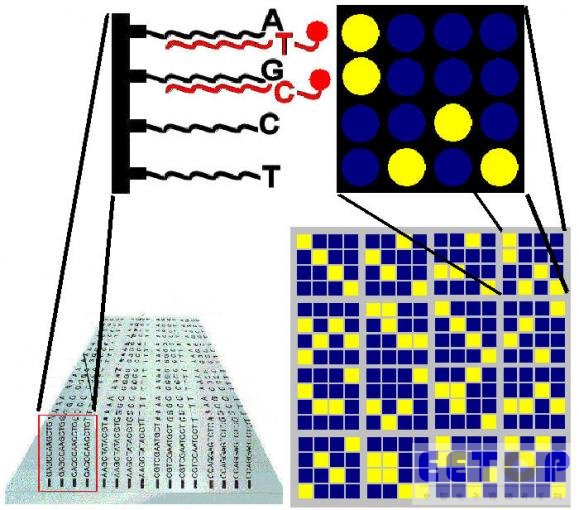 DNA海量存儲問世 基因芯片迎機遇