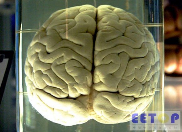 brain_in_a_jar